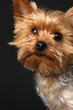 Foto: Yorkshire Terrier Yorkshire Terrier