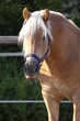 Haflinger