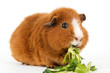 Meerschweinchen mit Salat