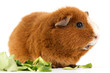 Meerschweinchen mit Salat