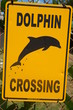 Dolphin crossing