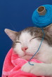 Kleine Katze