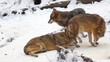 wolf in forest with snow