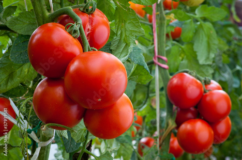 Photo: growth ripe tomato growth ripe tomato