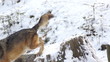 wolf in forest with snow
