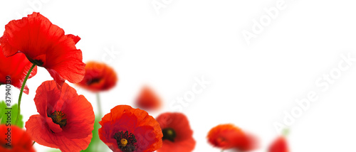 Photo: flowers, poppies white background. Environmental flowers, poppies white background. Environmental