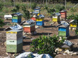 Beehives