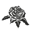 Rose2