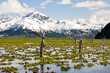 Pond on the Kenai Peninsula covered by water lily, Alaska Pond on the Kenai Peninsula covered by water lily, Alaska