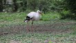 Storch suchend auf der Wiese