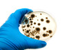 microbiological plate with fungi microbiological plate with fungi
