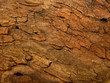 Holzrinde