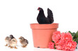 poules et poussins - pâques
