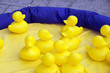 yellow duck