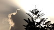 Rising Sun with Bird on Top of Tree