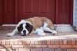 Resting Saint Bernard
