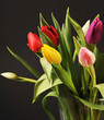 Colorful tulips on black background