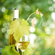 Foto: White wine bottle, grapevine and wineglass White wine bottle, grapevine and wineglass