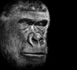 Gorilla portrait