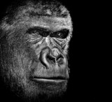 Gorilla portrait - Fine Art prints