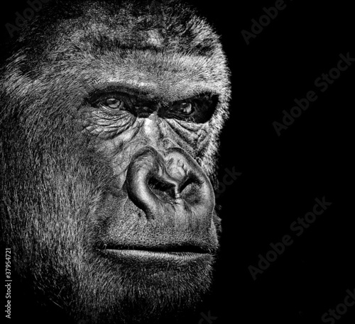 Photo: Gorilla portrait Gorilla portrait