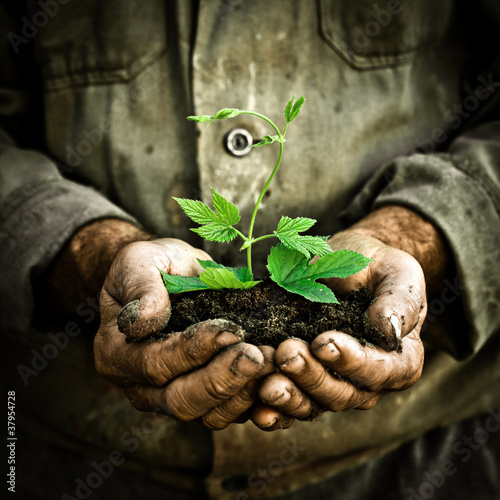 Foto: Man hands holding a green young plant Man hands holding a green young plant