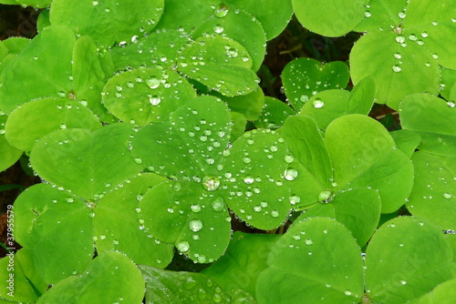 Photo: Raindrops on Sorrel Raindrops on Sorrel