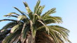 Palmen