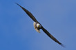 Bald Eagle Bald Eagle