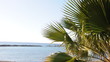 Palmen in San Remo
