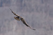 Immature Bald Eagle in Flight Immature Bald Eagle in Flight