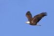 Bald Eagle Flying