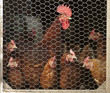 Chickens in Coup