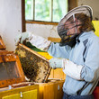 Beekeeper working in an apiary holding a frame of honeycomb