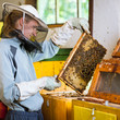 Beekeeper working in an apiary holding a frame of honeycomb