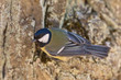 Titmouse on a bark
