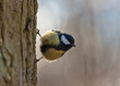 Titmouse on a tree trunk