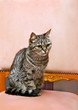 Photo: European cat European cat
