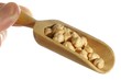 Chickpea (Cicer Arietinum) on wooden spoon