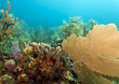 Caribbean coral gardens Caribbean coral gardens