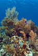 Coral reef off coast of Honduras Coral reef off coast of Honduras