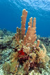 Pillar corals (Dendrogyra cylindricus) Pillar corals (Dendrogyra cylindricus)