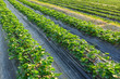 farm field