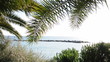 Palmen in San Remo Palmen in San Remo