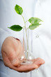 Plant in a test tube in hands of the scientist