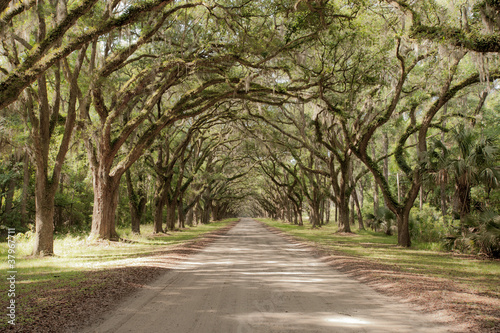 Photo: Road covered by southern oaks in Georgia plantation Road covered by southern oaks in Georgia plantation