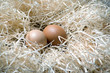 Huevos recién puestos