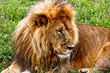 Lion in the Kenya