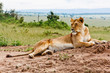 Lioness portrait from Kenya