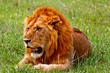 Lion in the Kenya